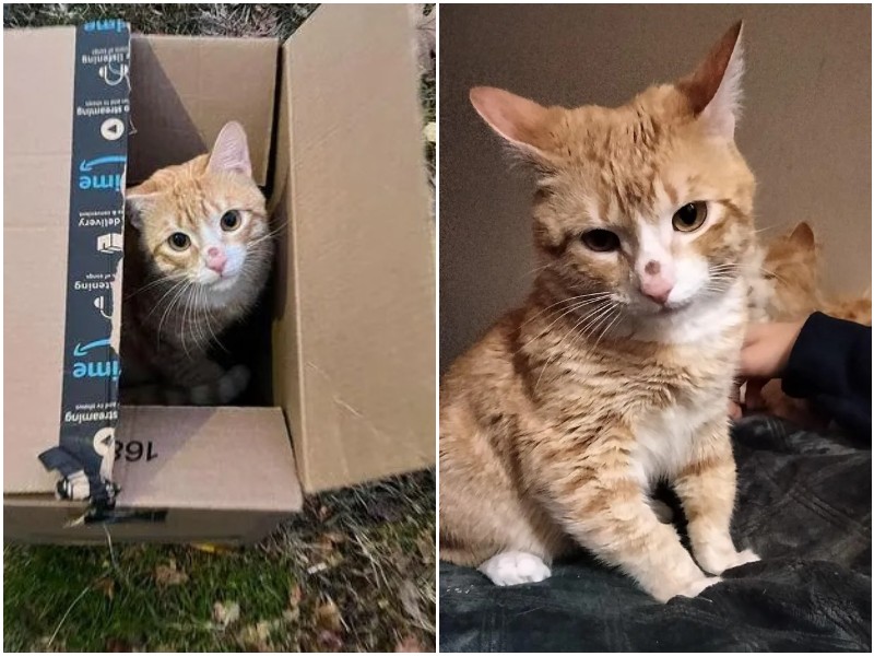 Бродячий кот забрался в коробку, которую оставили у дома 