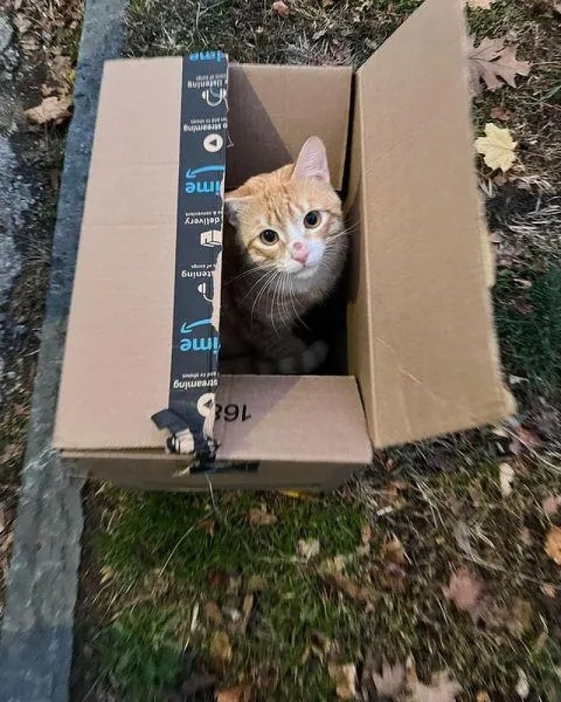 Бродячий кот забрался в коробку, которую оставили у дома 