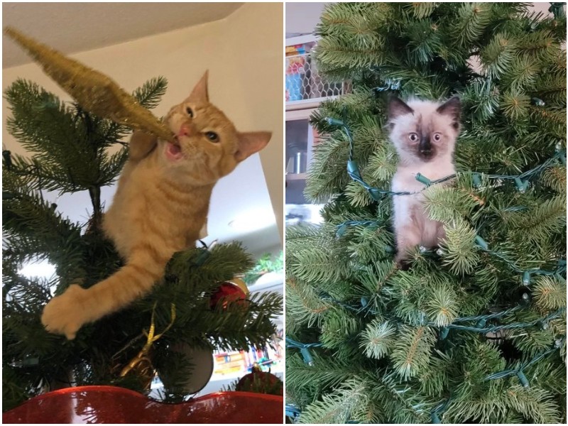 15 смешных котеек, которые уже готовы атаковать новогоднюю ёлку