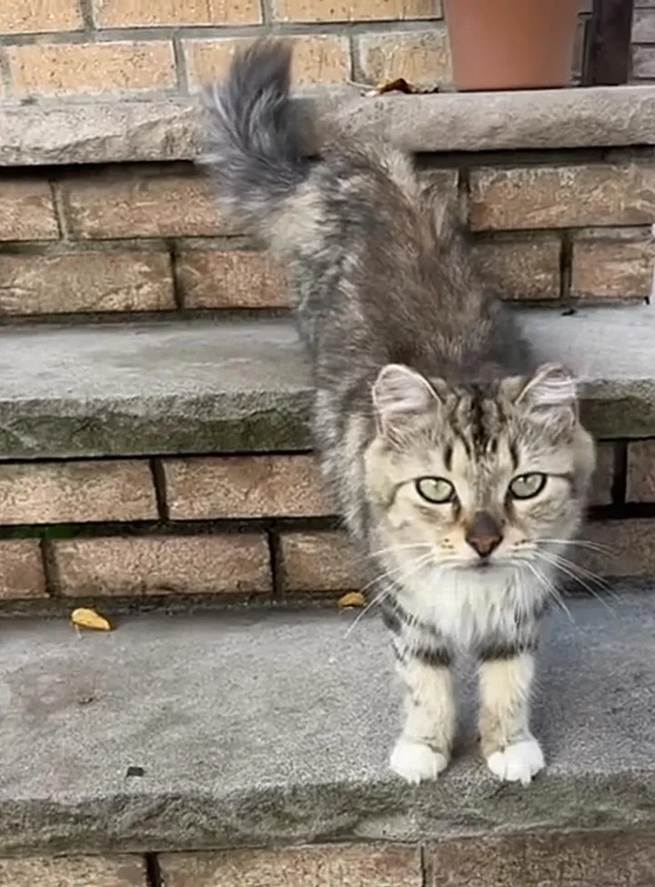 Кошка с обмороженными ушами пришла к людям в поисках еды 