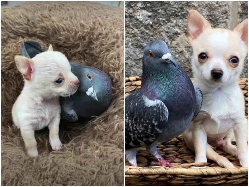 Спасённый голубь стал "нянечкой" для маленького щенка