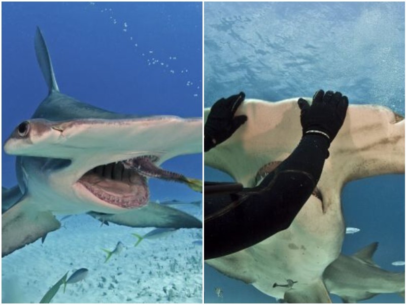 Кормление акулы-молота попало на фото