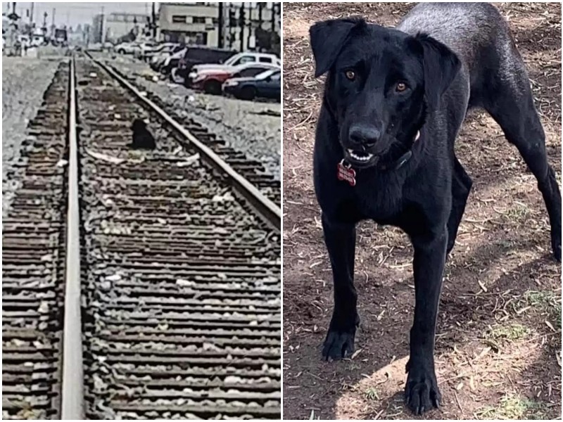 Люди заметили на рельсах чёрный комочек - это оказалась собака