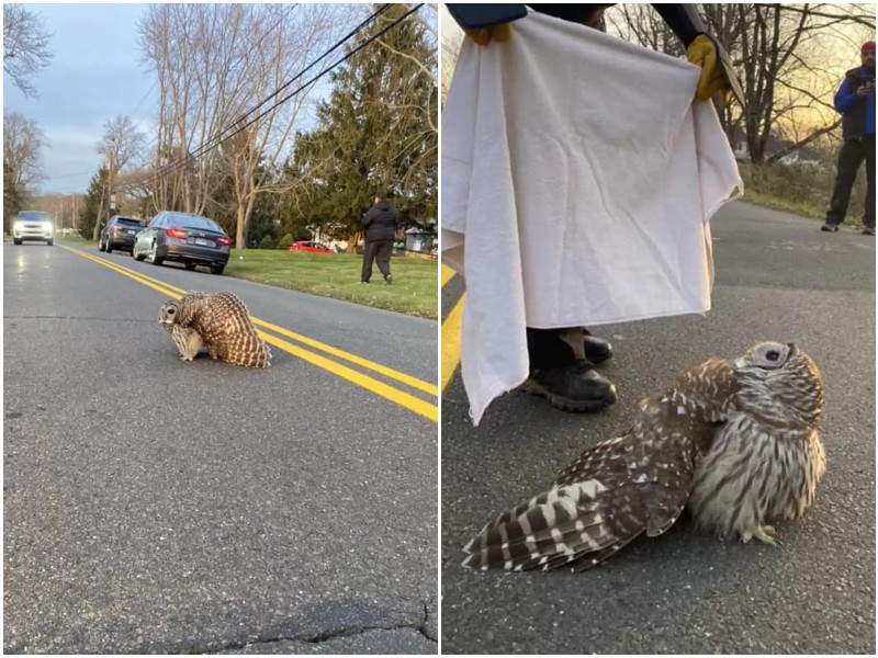 Ослабевшая сова лежала посреди дороги