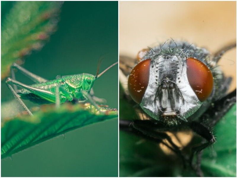 10 макро-снимков насекомых, которые показывают их во всей красе