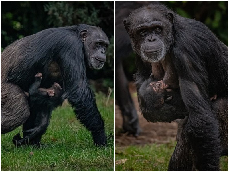 На свет появился шимпанзе, чей вид - под угрозой вымирания