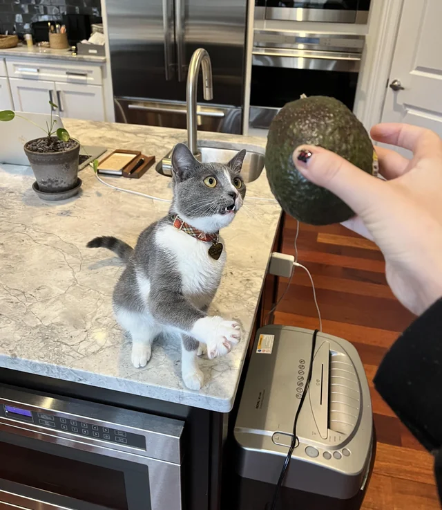 "Наша кошка с ума сходит по авокадо"