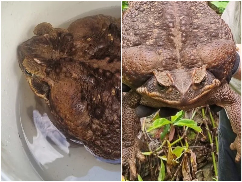 Учёные поймали жабу-гиганта, которая весит как младенец