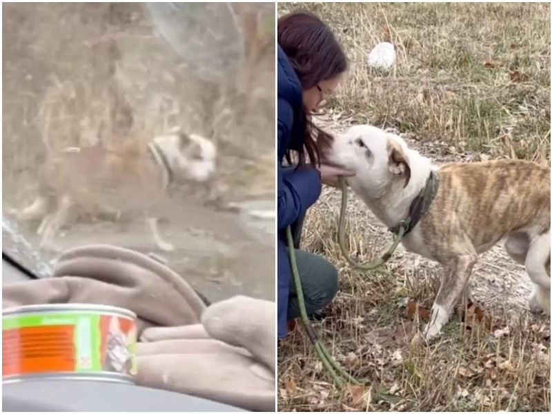 Замёрзший пёс сразу кинулся к женщине, которая решила ему помочь