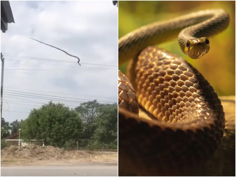 Австралийцы засняли "летающую" змею, которая спрыгнула с крыши
