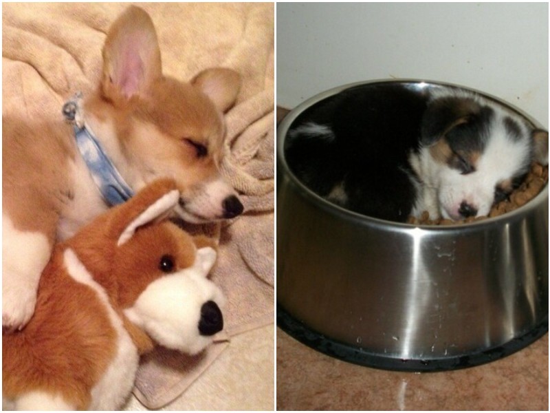 20 щенков, которые могут заснуть где угодно и когда угодно