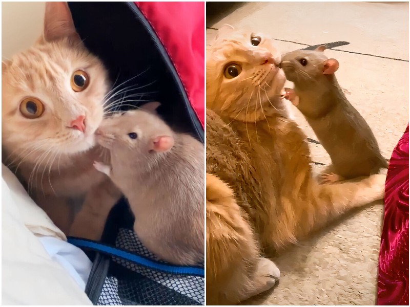 Кошка и крыса неожиданно стали друзьями