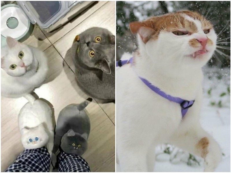 30 забавных фото с котейками, которые ведут себя странно