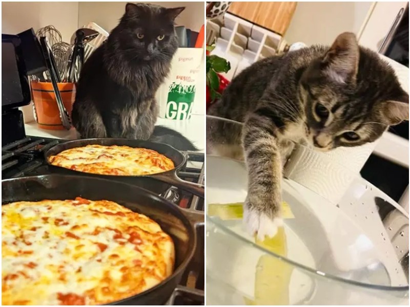 18 котеек, которые стали главными помощниками на кухне