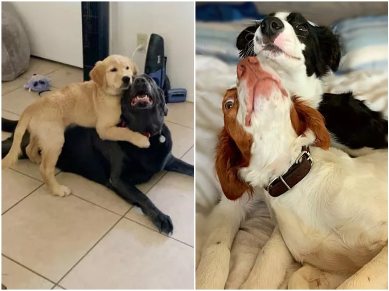 20 примеров искренней дружбы между собаками