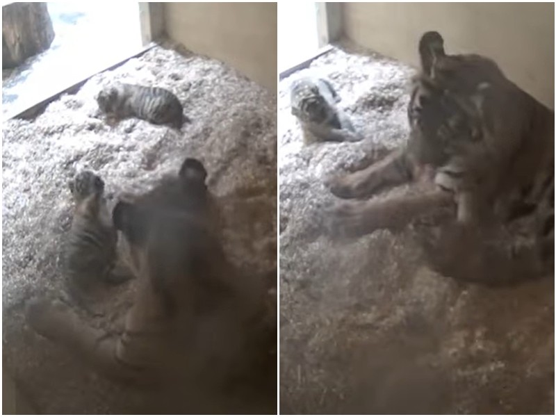 В зоопарке родились два редчайших тигрёнка