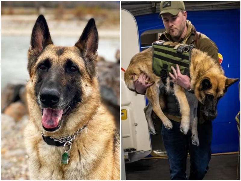 Служебная собака отправилась в последний рейс на самолёте 