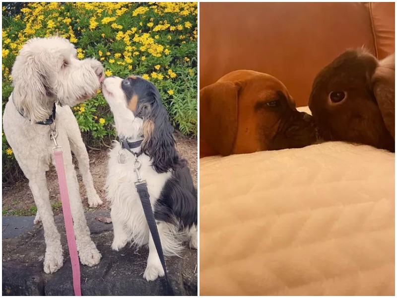20 трогательных фото о том, как собаки умеют любить 