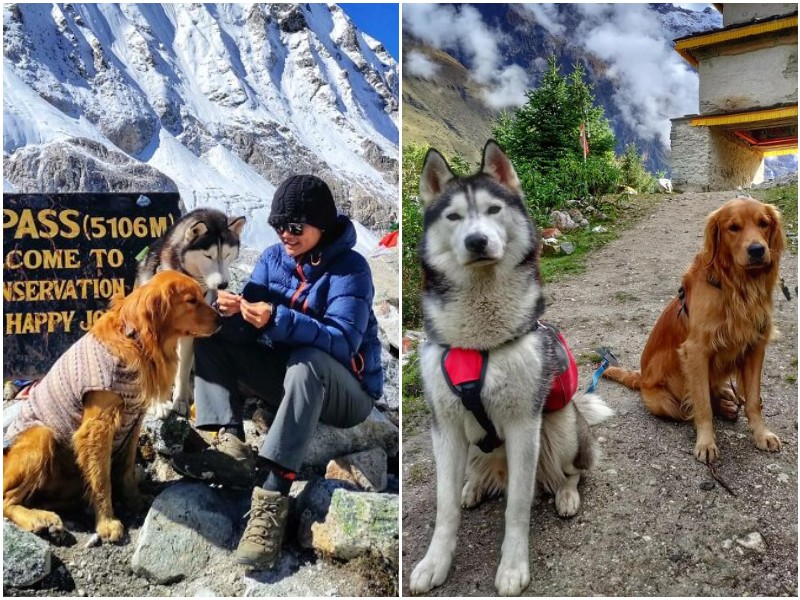 Непалец пошёл в горы со своими собаками - и показал чудесные кадры