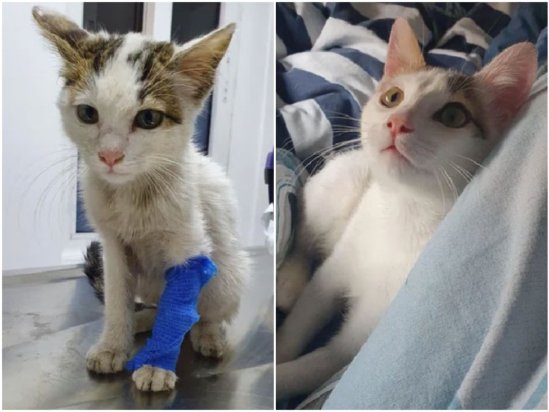 30 фото кошек до и после спасения, которые трогают душу