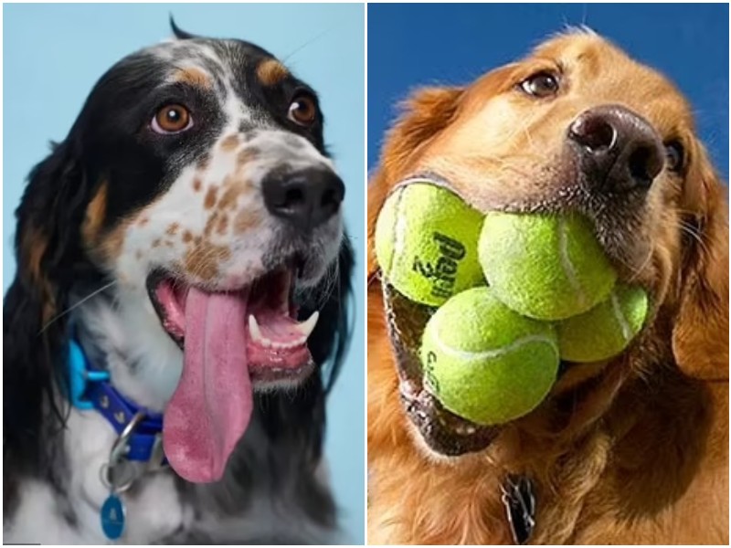 9 собак, которые побили необычные рекорды