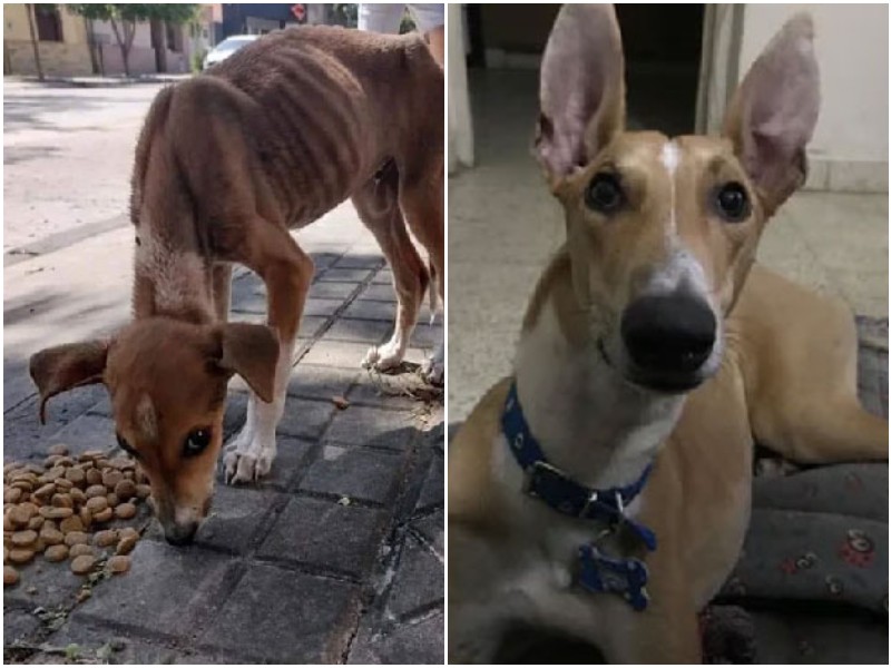 30 фото собак до и после спасения, которые трогают душу