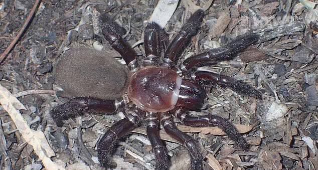 В Австралии открыли новый вид пауков
