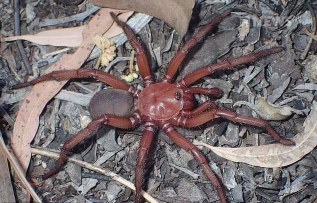 В Австралии открыли новый вид пауков