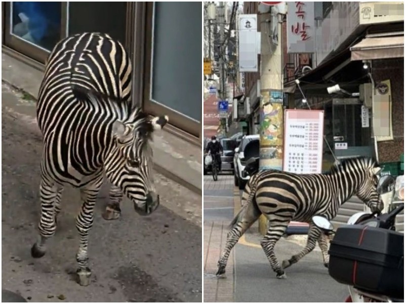 Зебра сбежала из зоопарка, чтобы погулять по городу