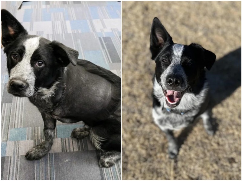 До и после: 15 добрых фото животных, которым подарили новую жизнь