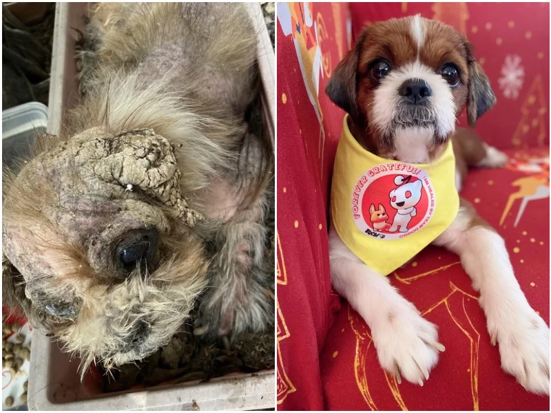 До и после спасения маленького больного щеночка