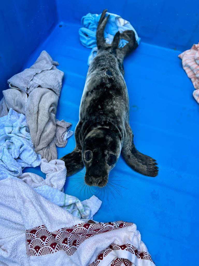 В Санкт-Петербурге спасли исхудавшего детеныша тюленя