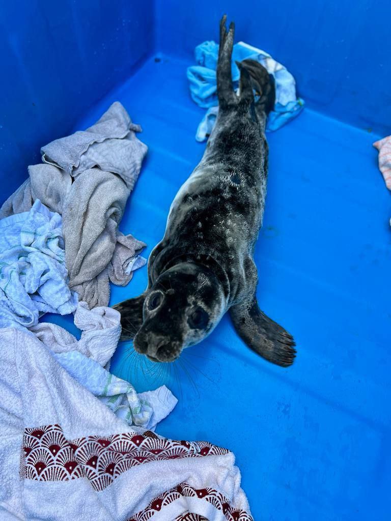 В Санкт-Петербурге спасли исхудавшего детеныша тюленя