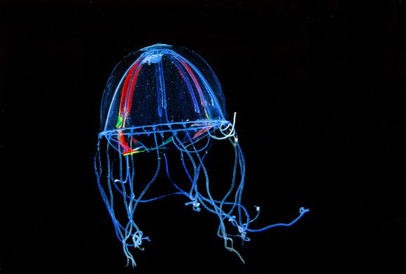 Колобонема: медуза удивительной красоты