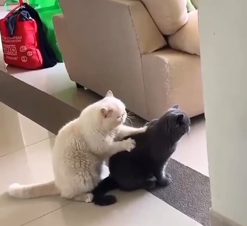 Вот для чего нужны друзья: котик делает массаж товарищу