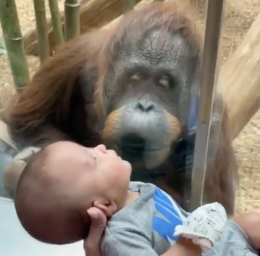 Самка орангутана засмотрелась на человеческого малыша