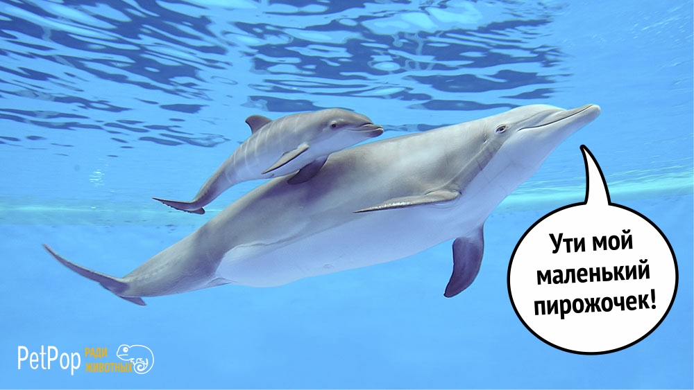 Учёные выяснили, что дельфины сюсюкают со своими малышами