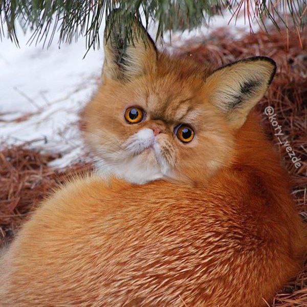 Если бы котики были лисами, они бы были самыми милыми дикими животными
