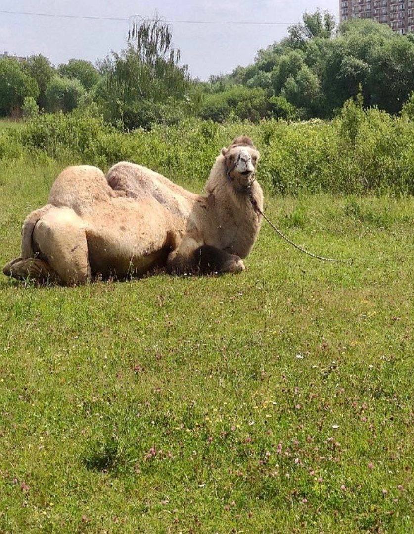 В Южном Бутово заметили верблюда, который лежал на травке