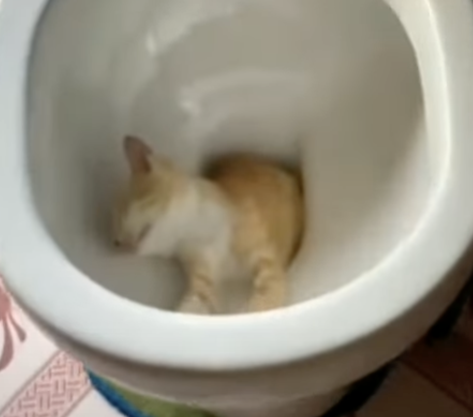Санитарно-негигиеничное место: котёнок спит, где хочет