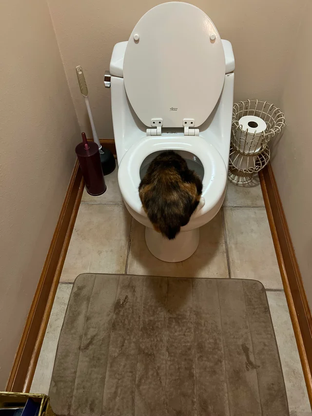 У него особый интерес к туалету