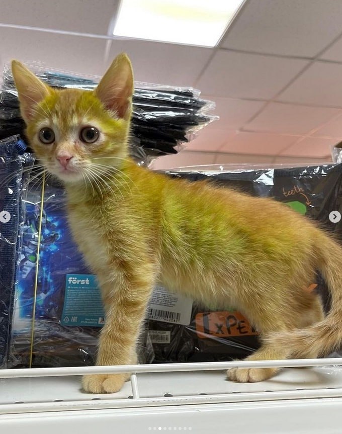 В Гродно нашли котика с зелёной шерстью