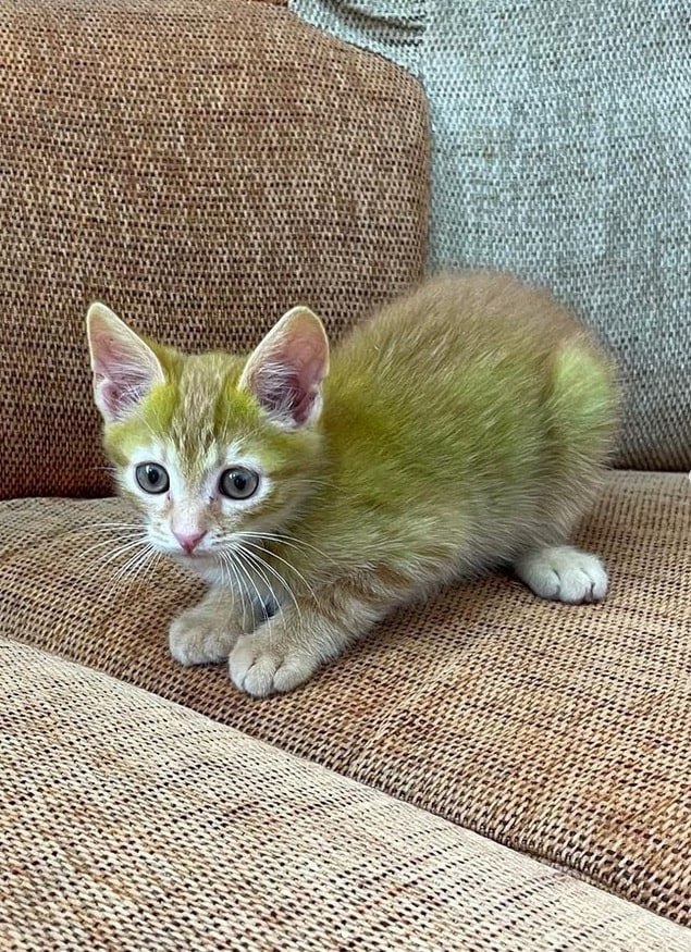 В Гродно нашли котика с зелёной шерстью