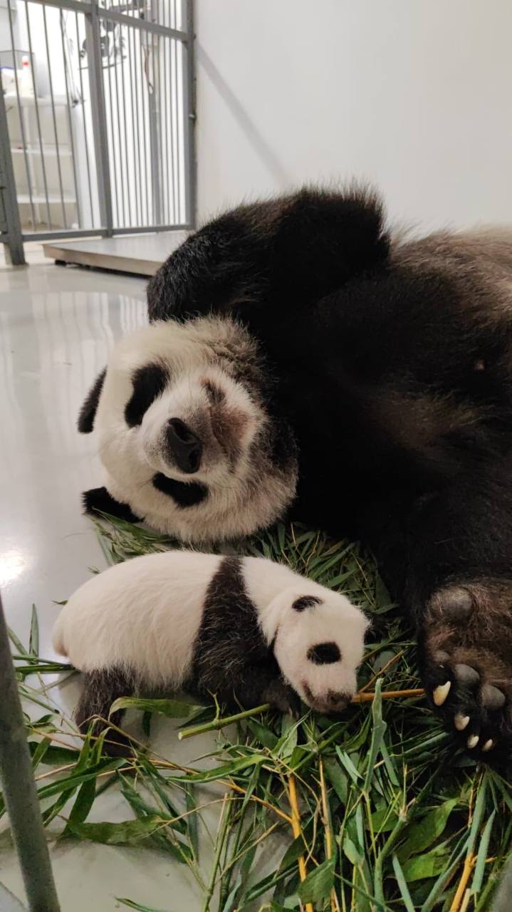 В Московском зоопарке показали, как вырос первый в России детёныш панды