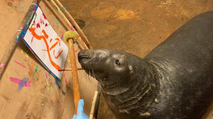После ссоры с соседкой тюлень начал писать картины