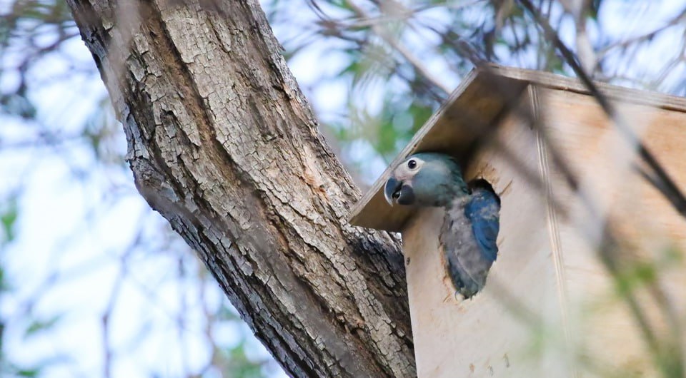 Впервые за 37 лет голубые ара в дикой природе обзавелись малышами