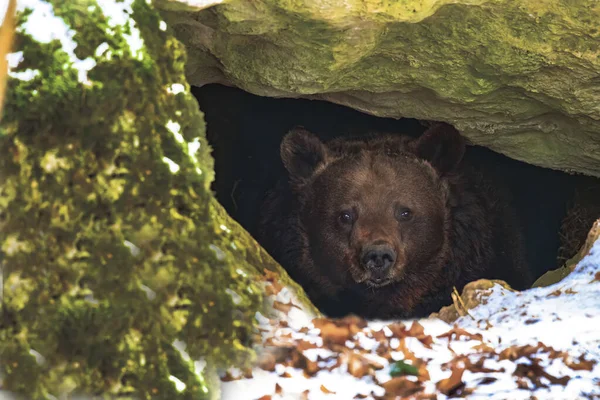 Какие бывают берлоги медведей