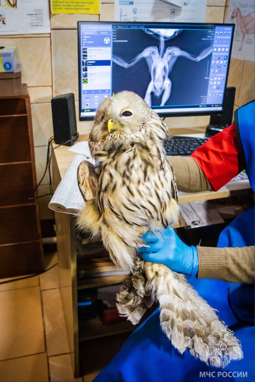 В Смоленске краснокнижная сова обратилась за помощью после нападения ворон