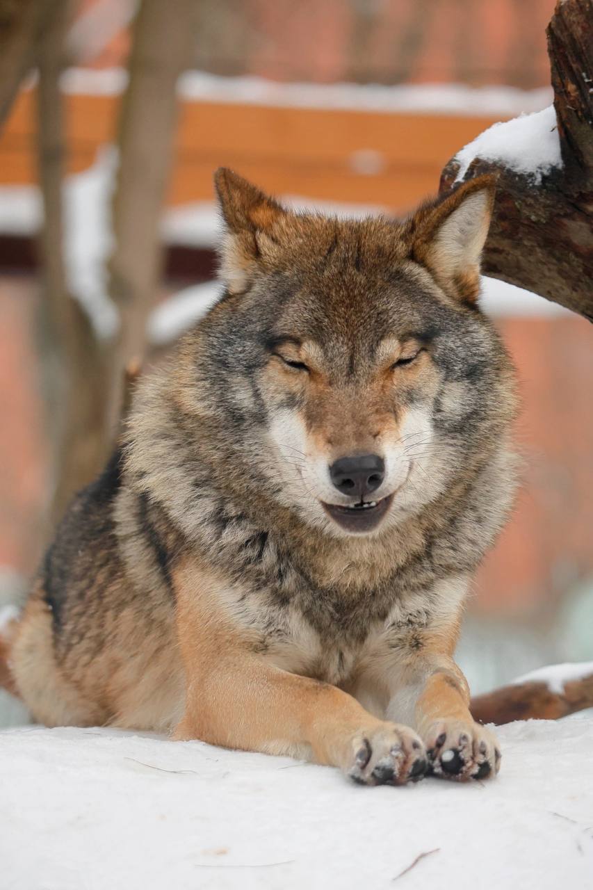 На каждом снимке волки разные и это ещё раз подчёркивает их красоту и уникальность!