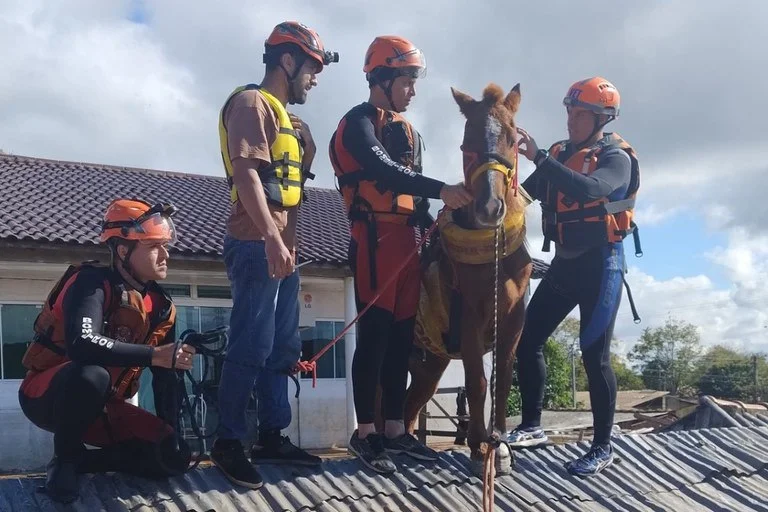 Лошадь попала в ловушку во время наводнения и застряла на крыше